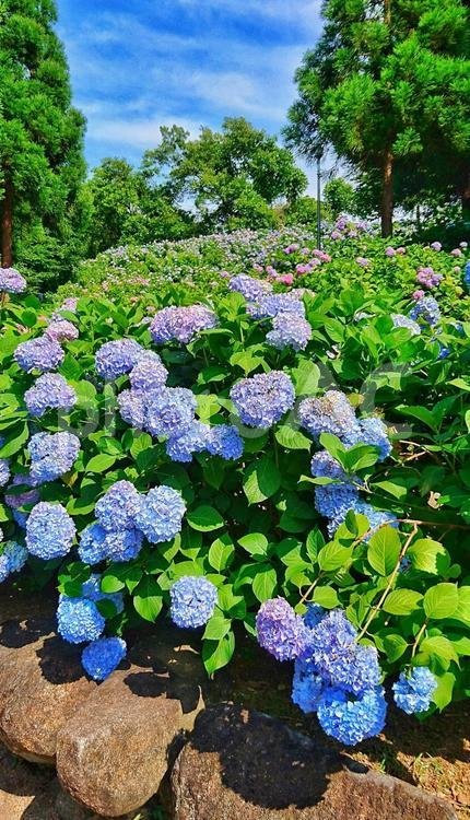 🏞️ 잠자리못 공원(톤보이케 코엔) 이미지 7